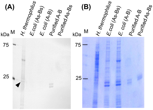 Fig. 4. Detection of intracellular proteins containing disulfide bonds.