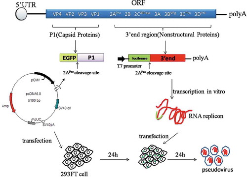 Figure 1. Schematic view of PV capsid expression vector, replicon RNA， and the production of pseudovirus in 293FT cells. 293FT cells were first transfected with the pcDNA6.0-P1-EGFP plasmid to express P1 proteins, followed by transfection with the replicon RNA. As an encapsulated gene fragment, replicon RNA serves as a template for the synthesis of P2 and P3 proteins, whereas the 2Apro protease releases EGFP and luciferase and cleaves P1 into VP1-VP4 capsid proteins to facilitate pseudoviral packaging.