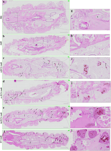 Figure 6. PCN effects on the susceptibility of P. brasiliensis yeasts to amphotericin B (AmB), according to histological findings in infected G. mellonella larvae. G. mellonella larvae were infected with yeasts from different P. brasiliensis strains and treated, 1 hour after, with amphotericin B, 0.5 mg/kg. At 48 h post-infection, larvae were euthanized, and body sections were PAS-stained. Images were captured from larvae infected with wt-PCN yeasts (c); ov-PCN yeasts (d); kd-PCN yeasts (e); and EV yeasts (f). PBS: uninfected larvae, inoculated with phosphate-buffered saline (PBS) instead of yeasts (a). Amphotericin B: uninfected larvae inoculated with amphotericin B (0.5 mg/kg) (b). 20X amplification (a-f). Enlarged views of the images (g-l). Bars indicate 1 mm on A-E, 2 mm at F, and 200 µm at G-L. Black arrows indicate P. brasiliensis yeast aggregates; a, cuticle; b, adipose bodies; c, granuloma-like structure; d, fungal cells.