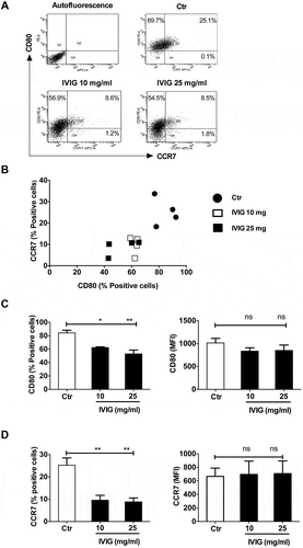 Figure 1. IVIG suppresses the polarization of classically activated (M1) macrophages. Human monocyte-derived macrophages were treated with LPS and IFN-γ either alone (Ctr) or along with IVIG (10 and 25 mg/ml) for 72 h and analyzed for the expression of CD80 and CCR7 by flow cytometry. Representative dot-blots (A), scatter plots displaying the relative expression of markers (B), and the expression levels (% positive cells and mean fluorescence intensity, MFI) of (C) CD80 and (D) CCR7. Data are presented as mean ± SEM from four independent donors. Statistical significance (*, p< .05, **, p < .01) as analyzed by one-way ANOVA Tukey’s multiple comparison test. ns, not significant.