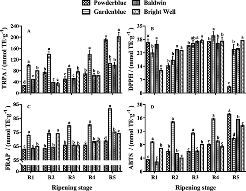 Figure 3. Antioxidant activity in rabbiteye blueberries during ripening. Different lower case letters within each column represent significant differences among cultivars at the same ripeness stages and (P < 0.05)