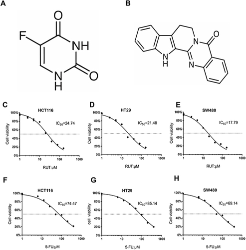 Figure 1 RUT, 5-FU inhibited proliferation of HCT116, HT29 and SW480 cells. (A and B) Chemical structure of 5-FU and RUT. (C–H) The cell viability rate analysis of RUT (2.5, 5, 10, 20, 40, 80, 160 μM) or 5-FU (6.25, 12.5, 25, 50, 100, 200, 400 μM) treatment. The 24 h IC50 in 3 cell lines were shown respectively.