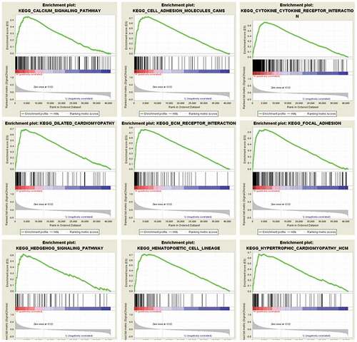 Figure 3. Enrichment plots from GSEA. GSEA results showing that calcium signaling pathway, cell adhesion molecules, cytokine receptor interaction, dilated cardiomyopathy, ECM receptor interaction, focal adhesion, hedgehog signaling pathway, hematopoietic cell lineage, and hypertrophic cardiomyopathy were significantly enriched in SERPINH1 highly-expressed human GC tissues.