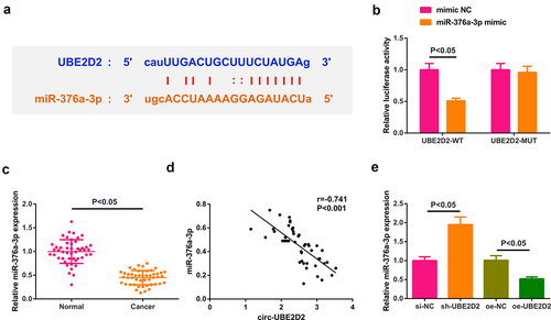 Figure 3. Circ-UBE2D2 directly combines with miR-376a-3p and controls miR-376a-3p.