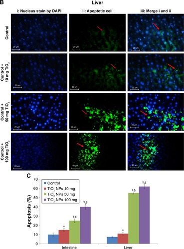 Figure 3 Apoptosis determined in the intestine and liver by TUNEL.Notes: Analysis of apoptosis by TUNEL staining of intestine (A) and liver (B) compared to control rats (magnification, 400×). Counter staining was done using DAPI nuclear staining, and pictures were taken using DAPI (i), fluorescein isothiocyanate (apoptotic cells; ii), and merged (iii) filters. Intestine and liver apoptosis were quantified by counting the number of apoptotic cells (C). Values were expressed as mean ± SD. *P<0.05, and ŦP<0.001 as compared to the control group. £P<0.05 as compared to the “Control +10 mg/kg NPs” group and §P<0.05 as compared to the “Control +50 mg/kg NPs”.Abbreviation: TiO2 NPs, titanium dioxide nanoparticles.