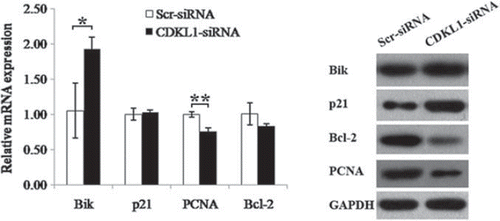 Figure 5. Analysis of CDKL1 downstream target genes by Western blot. Expression of proliferation and apoptotic markers was observed in CDKL1-siRNA lentivirus infected SGC7901 cells by qPCR (A) and Western blot (B). The reduction of CDKL1 with its siRNA stimulates the activation of apoptotic molecules, such as Bik and p21 Waf1/Cip1 and attenuated the expression of Bcl-2 and PCNA. *, p < 0.05 and **, p < 0.01.