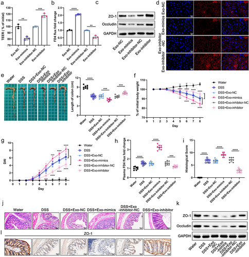 Figure 4. Exo-miR-129-2-3p facilitates barrier damage and DSS-induced colitis. (a and b) Quantitative analysis of TEER values (a) and FD4 flux (b) in Caco-2 monolayer cell models with different treatments. (c) Western blot analysis of TJ proteins (ZO-1 and Occludin) in Caco-2 cells. (d) Representative immunofluorescence photomicrographs of fluorescent localization and expression of ZO-1 (red) in Caco-2 cells. Nuclei were stained with DAPI (blue). Scale bar = 20 μm. (e) Representative photographs and quantitative analysis of mice colons in different treatment groups (n = 8). (f-i) Effect of Exo-miR-129-2-3p on the body weight (f), DAI (g), plasma FD4 fold change (h), and histological score (i) in DSS-induced colitis mice (n = 8). (j) H&E – stained images of colon cross-sections in mice after different treatments. Scale bar = 50 μm. (k) Expression of ZO-1 and Occludin in mouse colon tissue was detected by Western blotting. (l) Representative images of IHC staining of ZO-1. Scale bar = 20 μm. Data are represented as means ± SEM. *p < 0.05, **p < 0.01, ***p < 0.001, ****p < 0.0001.