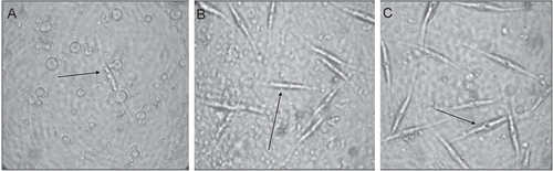 Fig. 2. Densities of the diatom Cylindrotheca closterium after growing for 7 d in the presence of natural concentration extracts of Sargassum muticum (A) and local Sargassum sp. 1 (S1) (B; representative of all three local Sargassum species), and the solvent control (C). Arrows indicate C. closterium cells.