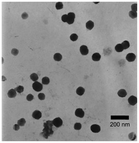 Figure 4 Transmission electron microscopic photograph of quercetin-loaded nanoparticles (10,000×).