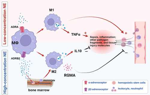 Figure 2 NE modulates macrophage phenotype by targeting ADRB2 signaling in a concentration-dependent manner. Lower concentrations prefer to bind macrophage α-adrenoceptors, which then activate the NF-κB pathway and convert MΦ macrophage to M1 phenotype, releasing TNF-α to recruit leukocyte and adaptive immune cells, exacerbating inflammation. In contrast, higher concentrations of NE tend to bind to macrophage β2 adrenoceptors, which inhibit the NF-κB activation and convert MΦ macrophage to M2 phenotype, releasing IL-10 against inflammation. Furthermore, NE leads macrophages to release repulsive guidance molecule A (RGM-A), which is not only synergic with NE to impact macrophage converting to M2 but also inhibits leukocyte recruitment.