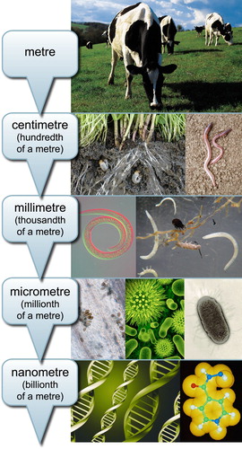 Figure 1. Much of life in soil exists at the micrometer scale, although fruiting bodies of fungi, and colonies (swarms) of bacteria, and are sometimes visible to the naked eye. Given our inability to directly observe soil biology, we cannot appreciate the diversity present, or directly observe the links between changes in management practices and soil ecosystems. Our ability to observe phenotypes of animals and plants has enabled selection of enhanced breeds and cultivars over time. As such, in order to make similar gains in soil microbial resources, approaches such as those based on environmental genomics approaches will be needed.