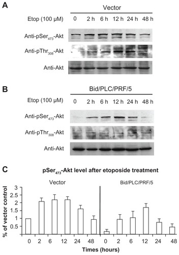 Figure 3 Bid-overexpression on the activation of Akt in response to etoposide. Vector control (A) and Bid/PLC/PRF/5 cells (B) were treated with etoposide for different periods, respectively. Then, p-Akt was detected by Western blot analysis. All blots were subsequently stripped and reprobed with antibodies against Akt. The density of pSer473-Akt protein bands was determined (C).