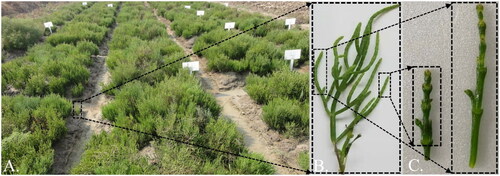 Figure 1. Community (A), single plants (B), and macroscopic details (C) characteristics of Salicornia europaea. This photograph, taken by TianLong Liu in Heze City, Shandong Province, has been used with the author’s permission. High salt accumulation can be observed at the nodes of scale-like stems, where the tips of the pale green, sharp leaves do not develop. Conversely, salt accumulation is low at the base of connate, sheath-like, membranous-margined, multi-branched stems.