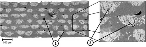 Figure 1. SEM image of a transversal cross section of 3D-printed unidirectional cFF/PBAT biocomposite showing (1) 3D-printing process-induced porosities and (2) porosities located within the flax yarn.