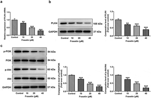 Figure 3. Fraxetin down-regulates the expression of PLK4 and phosphorylated PI3K/Akt in DU145 prostate cancer cells. DU145 cells were treated with 0, 10, 20 and 40 μM Fraxetin for 48 h, then (a-b) PLK expression was detected by RT-qPCR and western blot assays; (c) protein expression of phosphorylated PI3K and Akt was measured by western blotting. **P < 0.01 and ***P < 0.001 vs Control.