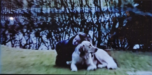 Figure 1. A home video played by Catherine shows a young Sonia playing with the family dog, Pistache. Screenshot from Mention-Schaar’s Le Ciel attendra (UGC, Citation2016).