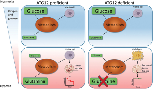 Figure 8. Model for ATG12 dependence during hypoxia. During normal oxygenation and sufficient glucose abundance, glucose is used as the preferred carbon source. Areas that receive insufficient oxygen are also hampered in glucose delivery and are therefore more reliant on glutamine metabolism as carbon source. ATG12 proficient cells are capable of maintaining high intracellular glutamine levels and maintain a viable radiotherapy-resistant hypoxic fraction. ATG12-deficient cells cannot maintain high intracellular glutamine during hypoxia, resulting in hypoxic cell death, decreased tumor hypoxia and improved prognosis after therapy.