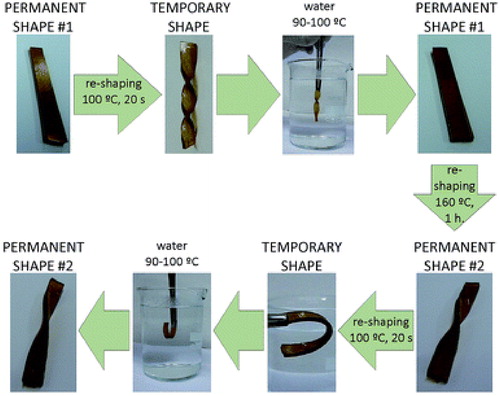 Figure 3. A qualitative assessment of shape memory and permanent shape changing for epoxy vitrimer cross-linked with (CA) + (SA). Adapted from Ref. Citation34, with permission from the Royal Society of Chemistry.