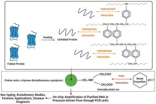 Figure 8. Operational overview of a chelex-based microfabricated device for on-chip purification and amplification of DNA (deoxyribonucleic acid) from human hair in integrated flow-through polymerase chain reaction (PCR). Adapted from Ref. [Citation107].