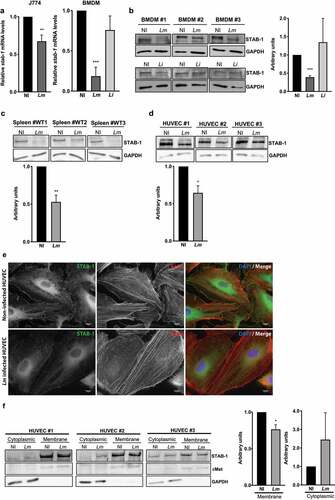 Figure 6. STAB-1 expression is decreased and re-localized in response to Lm infection. (a) Assessment of STAB-1 expression by (A) quantitative RT-PCR and (b) Western Blot. (A) Quantification of STAB-1 mRNA levels on RNAs extracted from J774 and BMDMs infected with Lm for 30 min. STAB-1 expression levels in infected conditions were normalized to those in non-infected BMDMs, arbitrarily fixed to 1. (b–d) Independent immunoblots to detect STAB-1 protein in (B) BMDMs left uninfected (NI) or infected with Lm or Li for 30 min, (c) spleen of NI and Lm-infected mice for 3 d (5 × 105 CFU), (d) NI and Lm-infected HUVECs. Immunoblots quantification of STAB-1 signal intensity in NI and infected conditions, normalized to GAPDH. (e) Immunofluorescence images of NI and Lm infected HUVECs, stained with an anti-STAB-1 antibody. DNA counterstained with DAPI and actin labeled with TRITC-conjugated phalloidin. Scale bar, 10 μm. (f) Immunoblots to detect STAB-1 protein in the cytoplasmic and membrane fractions of NI and Lm-infected HUVECs upon cell fractioning. cMet was used as a membrane loading protein control and GAPDH as a cytoplasmic loading protein control. Immunoblots quantification of STAB-1 signal intensity in NI and infected conditions, normalized to cMet or GAPDH