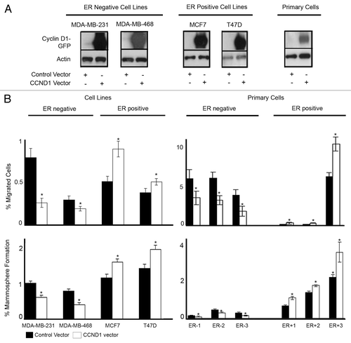 Figure 3. Overexpression of cyclin D1 in breast cancer cell lines and primary human breast cancer cells and effects on migration and mammosphere formation. (A) Immunoblots confirming cyclin D1 overexpression following vector transfections. (B) Following vector transfections, cells were assessed for migration (upper panel) and mammosphere formation (lower panel) in ER−ve and ER+ve cell lines (n = 4) and primary human breast cancer cells (n = 6). Bar charts represent the mean % number of migrated cells and % mammospheres formation, ± SEM. Cyclin D1 was compared with control vector to generate P values using a two-sided t test assuming equal variance. *Indicates significance, P < 0.05.