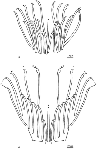 Figures 3–4. Otoplana oxyspina sp. nov.: spines of the male sclerotic apparatus (3) and their spatial distribution (4).