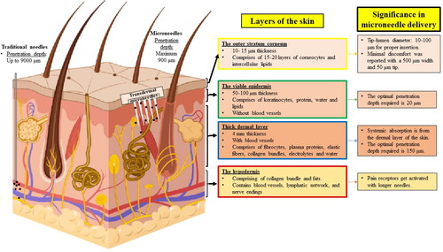 Figure 3. Layers of skin and their significance in INS-MN delivery. Author’s renderings, inspired from Figure 1 in Jamaledin et al. (Citation2020).