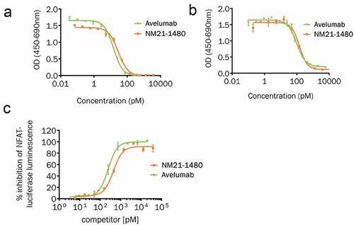 Figure 3. NM21-1480 potently inhibits PD-L1 interactions and signaling. (a) Competition ELISA quantifying PD-L1/PD-1 interaction in the presence of different concentrations of NM21-1480 or avelumab. Mean (± SD) of two technical replicates of one experiment. (b) Competition ELISA quantifying PD-L1/B7.1 interaction in the presence of different concentrations of NM21-1480 or avelumab. Markers represent mean (± SD) of two technical replicates of one experiment. (c) Jurkat NFAT reporter cells co-incubated with PD-L1-positive CHO cells and a T-cell receptor activator were exposed to different concentrations of NM21-1480 or avelumab. Both agents inhibited NFAT expression with similar EC50. Representative results from 9 independent experiments