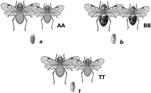 Figure 1. An example trial from Bulloch and Opfer (Citation2009). The target juvenile (t) is perceptually more similar to (b) but is sometimes presented in a relational context that makes it more similar to (a).