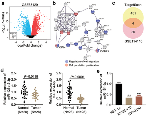 Figure 1. miR-154-5p and KIF14 might be key regulatory factors in ESCC. (a) The DEGs in ESCC samples from GSE38129 were screened with adj. p < 0.05 and logFC > 2. (b) GO enrichment for 64 upregulated DEGs was analyzed by STRING. (c) Four common miRNAs (miR-378a-5p, miR-125b-2-3p, miR-154-5p, and miR-338-3p) were overlapped from TargetScan and GSE114110. (d) The expression of miR-125b-2-3p and miR-154-5p in ESCC tissues and adjacent normal tissues was measured by qRT-PCR. (e) The miR-154-5p expression in ESCC cell lines (KYSE410 and KYSE150) and human esophageal epithelial cell line (HET-1A) was measured by qRT-PCR. **p < 0.001 vs HET-1A.