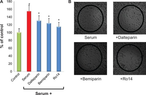 Figure 4 LMWHs inhibit the proliferation/migration of pancreatic tumor cells. The human pancreatic carcinoma (MIA Paca2) cells were grown to confluence at 37°C in a 5% CO2 atmosphere in incubator, wounded, and grown in presence or absence of 1 IU/mL LMWH bemiparin, dalteparin, and the ultra-LMWH Ro14. After 48 hours of incubation, the rate of proliferation/migration was evaluated as previously described.Citation87 (A) Heparins significantly affect the proliferation/migration features of pancreatic cancer cells. (B) Representative pictures of selected experiments showing the inhibition by the different heparins of proliferation/migration of pancreatic tumor cells.