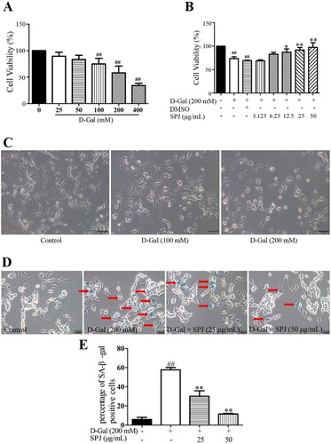 Figure 5. SPJ promoted cell viability and mitigated cell senescence in d-Gal-treated SH-SY5Y cells. Cellular viability was detected using MTT assay. (A) SH-SY5Y cells were cultured for 24 h and then incubated with different concentrations of d-Gal (0–400 mM) for 48 h. (B) SH-SY5Y cells were pretreated with SPJ (3.125–50 μg/mL) or DMSO (0.1%) for 12 h, and then incubated with 200 mM d-Gal for 48 h. (C) Representative images of morphological changes in d-Gal-treated SH-SY5Y cells through light microscope (200×, scale bar = 200 μm), n = 4. SH-SY5Y cells were pretreated with SPJ (25, 50 μg/mL) for 12 h, and then incubated with 200 mM d-Gal for 48 h. (D) Representative images of stained SA-β-gal cells (200×, scale bar = 200 μm). (E) Analysis of positive SA-β-gal cells. Red arrows indicate positive SA-β-gal cells. Values are expressed as mean ± SEM, n = 3. ##p < 0.01 vs. control; *p < 0.05; **p < 0.01 vs. d-Gal-treated group.