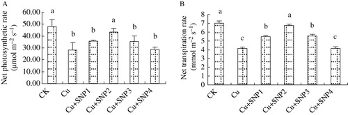 Figure 2. Effects of different concentrations of SNP supply on net photosynthetic rate (A) and transpiration rate (B) of ryegrass plants grown in nutrient solution without or with 200 µM CuCl2. Values are the mean of three replicates. Each replicate has 20 plants. Bars with different letters are significantly different at P < 0.05.