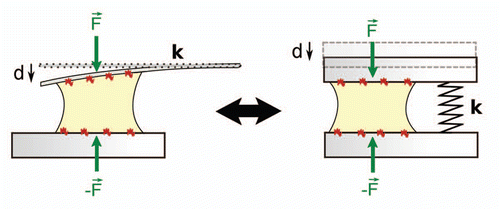 Figure 2 Principle of a single cell traction force assay. A single cell spreads between and pull on two parallel glass microplates coated with fibronectin. Cell traction force is measured through the deflection d of a flexible plate of calibrated stiffness k; F = kd. The setup is equivalent to one where the cell would be compressing a spring of stiffness k. By using plates of different stiffness, we have recently investigated the effect of rigidity on the contractile activity at the cell scale, i.e., on the overall force F.