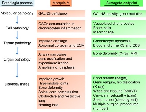 Figure 4 Surrogate endpoints in the pathology of Morquio A.