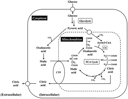 Fig. 1. Metabolic pathway in relation to citric acid production in A. niger.