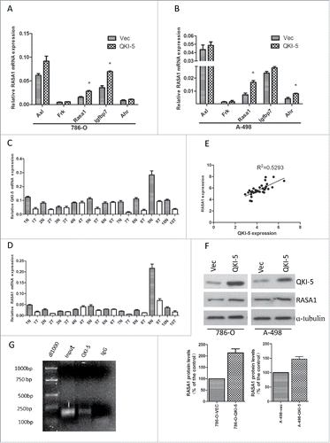 Figure 3. QKI-5 directly upregulated RASA1 expression via regulating its mRNA stability. (A and B) mRNA expression levels were determined by real-time qPCR assays. The expression levels of RASA1 were significantly upregulated in 786-O and A-498 cells stably overexpressing QKI-5, whereas that of Axl, Frk, Igfbp7 and Ahr were not. *P< 0.05, Student t test. (C and D) QKI-5 and RASA1 mRNA expression was significantly downregulated in the matched primary ccRCC tissues (T) in contrast to the adjacent noncancerous tissues (N). (E) RASA1 mRNA levels were positively correlated with QKI-5 expression in 34 pairs of ccRCC tissues as determined by real-time qPCR (GAPDH was used as reference genes. Linear regression was indicated, r2 = 0.5293; P < 0.0001).(F) Immunoblotting analysis of RASA1 in control or QKI-5-overexpressing 786-O and A-498 cells, α-tubulin was used as a loading control. Data presented here are a representative of 3 different experiments. Densitometry of Western blot to analyze the relative protein expression by using Image J software (G) Direct interaction between RASA1 and QKI-5. QKI-5 overexpressing 786-O cells were immunoprecipitated with anti- QKI-5 antibody or the negative control IgG. The presence of RASA1 mRNA in the immunoprecipitation was detected by RT-PCR and visualized by ethidium bromide staining.
