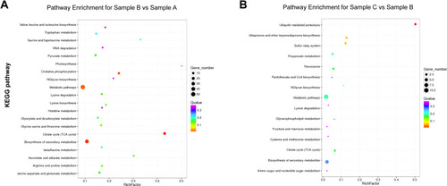 Figure 5 KEGG pathway enrichment analysis of differentially expressed genes between the two groups. (A): Pathway enrichment genes for sample A (E. coli ATCC 25922) and sample B (E. coli ATCC 25922-R). (B): Pathway enrichment genes for sample C (E. coli ATCC 25922-R grown with 2 mg/L colistin) and sample B (E. coli ATCC 25922-R).