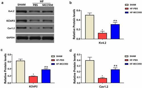 Figure 6. MCC950 impact on the protein expression of ion channels in HF mice. (a–d) Representative western blots and statistical analysis of Kv4.2, KChIP2, and Cav 2.1 in each group. Data are expressed as the mean ± SEM. * P < 0.05 vs. sham; #P < 0.05 vs. HF-PBS, &P < 0.05 vs. sham.