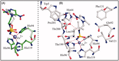 Figure 3. (A) Structural superposition between hCA II/3 (green) and hCA II/4 (white, PDB code 4MO8)Citation26. (B) Active site region in the hCAII/4 complex. Hydrogen bonds, active site Zn2+ coordination and residues establishing van der Waals interactions (distance <4.0 Å) with the inhibitor are reported.