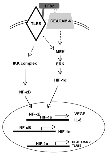 Figure 8. AIEC LF82 bacteria induce inflammatory disorders via HIF-dependent responses. Binding of AIEC LF82’s type 1 pili and flagella to CEACAM-6 and TLR-5 receptors triggers induction of signaling pathways (IKK, MAPK). Consequently, NFκB and HIF-1α translocate to the nucleus where they cooperatively control VEGF and IL-8 transcription. Since AIEC are unable to induce phosphorylation of IκB in cells silenced for HIF-1α expression, we proposed that the expression of CEACAM-6 and TLR-5 receptors is under the control of the HIF-1 transcription factor.