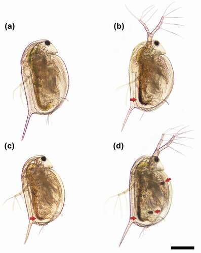 Figure 5. Representative bright-field microscopy images of Daphnia magna exposed to control (a) and 0.5 TU level with different TU ratios of AgNO3 to ZnO NPs (5:5, MIX I (b); 3:7, MIX II (c); and 7:3, MIX III (d)) for 48 h. The red arrows indicate the region in the gut where the nanoparticles are accumulated. Scale bar = 400 µm.
