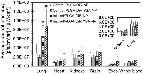 Figure 7. Relative tissue distribution of functionalized and non-functionalized nanoparticles. Mice were dosed intravenously with nanoparticles and sacrificed 3 days after dosing. Tissues were isolated and imaged using Xenogen IVIS 2000 (PerkinElmer). The ICG excitation and emission filters were set to a 0.5 s exposure time. Tissue areas were marked by the contour selection method and the average radiant efficiency was obtained after the subtraction of signal from blank tissues. Data represents mean ± SD for n = 5 or 6. *p < .05 compared to the corresponding control group for the same tissue. ICG: indocyanine green.