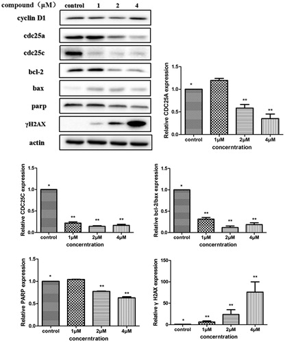 Figure 6. Determine the translation of proteins by western blot. SGC-7901 cells were treated with compound 5i of 1 μM, 2 μM and 4 μM for 48 h, respectively. Significant difference between each concentration of compound 5i and the control were shown as p < 0.05 (*) and p < 0.01 (**).