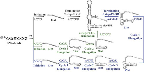 Figure 4. The schematic procedures for 2-step, 4-step and 6-step PLORs for riboTPP. The flow paths for 2-step, 4-step and 6-step follow black, green and blue arrows, respectively. In the initiation, the DNA-beads incubate with T7 RNAP, ATP/CTP/GTP to generate a 13nt-transcript. T7 RNAP pauses at the initiation stage due to lack of UTP. The elongation stages are performed differently in PLORs, and 2-step PLOR skips the elongation stage. For 2-step PLOR (black flow path): the addition of ATP/CTP/GTP/UTP at the termination stage completes the transcription of full-length riboTPP; For 4-step PLOR (green flow path): 2 elongation cycles are included, the addition of CTP/GTP/UTP at cycle 1 generates a 33nt-transcript, pausing the transcription due to lack of ATP. And later ATP/CTP/GTP addition elongates the transcript to 38nt. For 6-step PLOR (blue flow path): 4 cycles of elongation are performed, and the additions of CTP/GTP/UTP at cycle 1, ATP/CTP/GTP at cycle 2, ATP/GTP/UTP at cycle 3 and CTP/GTP/UTP at cycle 4 generate a 52nt-transcript. The termination stage for 4-step and 6-step PLORs are transcribed as described for 2-step PLOR.