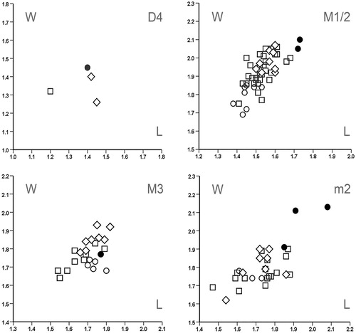 FIGURE 11. Length/width scatter plots for D4, M1/2, M3, and m2 of Tamias species from Greece and Anatolia. Tamias cf. eviensis from Yapıntı, Anatolia (●) (this study), T. eviensis from the type locality, Aliveri, Greece (○) (De Bruijn et al., Citation1980), T. anatoliensis from the type locality, Altıntaş 1, Anatolia (□) (Bosma et al., Citation2013), and T. atsali from the type locality, Maramena, Greece (◊) (De Bruijn, Citation1995). Teeth from Aliveri and Maramena were remeasured to ensure precise comparison.