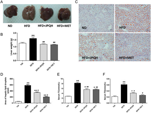 Figure 3. JPQH treatment suppressed hepatic lipid accumulation in the HFD-fed mice. (A) Representative pictures of liver tissue after JPQH intervention for 6 weeks (n = 3– 5). (B) Liver weights of each group after JPQH intervention for 6 weeks (n = 6). (C) Oil red O staining of liver sections (×200, n = 3). (D) Quantification of the stained lipid droplets by Image J. (E-F) The serum levels of TC and TG (n = 6). The data are presented as means ± SD, #p < 0.05, ##p < 0.01 vs. the ND group; *p < 0.05, **p < 0.01 vs. the HFD group.