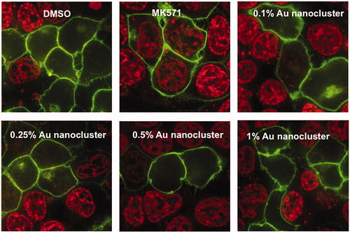 Figure 4. Effect of Au nanoclusters (Au25(Capt)18) on MRP1 efflux activity. Doxorubicin accumulation assay was used to measure MRP1 efflux activity. HEK293T cells transiently transfected with MRP1-GFP (green) were pre-treated with 0.1, 0.25, 0.5, 1% Au nanoclusters or 50 μM of MK571 (known MRP1 inhibitor), before incubation with doxorubicin (red) at 37 °C for 1 h. Images were acquired using confocal microscopy. GFP and doxorubicin were excited at 488 nm, and emission detected at 475/42 and 605/64 nm, respectively.