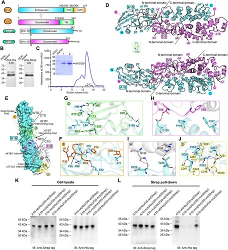 Figure 1. Structure of vaccinia virus A16/G9 sub-complex. (A) A schematic view of the protein-engineering strategy used to yield vaccinia virus A16-Ecto-His/G9-Ecto-Strep sub-complex. The transmembrane domain (TM), the ectodomain, and the cytoplasmic domain (Cyto) are individually marked with the boundary-residue numbers. (B) Identification of A16-Ecto-His/G9-Ecto-Strep hetero-complex using western blot assay. (C) Solution behaviour of A16-Ecto-His/G9-Ecto-Strep subcomplex on a Superdex 200 Increase 10/300 GL column. The inset figure shows the SDS-PAGE analysis of the pooled samples. (D) Overall structure of the hetero-dimer formed between A16 (cyan) and G9 (violet). The secondary structural elements are labelled. Both A16 and G9 could be subdivided into two domains, the boundary of which is highlighted with the dashed lines. (E-J) The atomic binding details between A16 and G9. The binding interface is subdivided into five patches (Patch1-Patch5) based on the G9 components involved in A16-engagement, which is depicted in panel (E). For clarity, only those residues providing important H-bond and hydrophobic interactions are shown and labelled. Dashed lines indicate hydrogen bonds. A full list of the inter-chain contacts, including H-bonds and vdw contacts, is summarized in Supplementary Table S2. (F) Amino acid interaction details in Patch1. (G) Amino acid interaction details in Patch2. (H) Amino acid interaction details in Patch3. (I) Amino acid interaction details in Patch4. (J) Amino acid interaction details in Patch5. (K-L) Verification of the A16/G9 interaction via mutagenesis. His-tagged A16 proteins (wt and mutant) and Strep-tagged G9 proteins (wt and mutant) were co-expressed in cells. G9 was then precipitated using the streptactin resin and the co-precipitated A16 was analysed and compared. (K) Western-blot analyses of the cell lysates. (L) Western-blot analyses of the pulled samples.