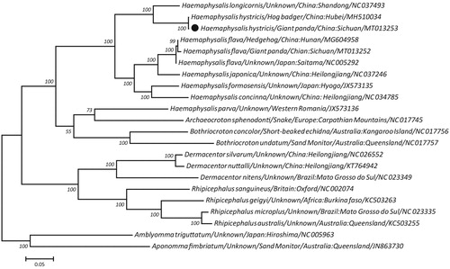 Figure 1. Maximum-likelihood tree inferred from concatenated amino-acid sequences of twenty mitochondrial PCGs of H. hytricis and other related ticks, utilizing MtArt + G model and 100,000 bootstrap replications. Both Amblyomma triguttatum and Aponomma fimbriatum were used as the outgroups. Values lower than 50% are not shown. The black cycle represents the species in this study.